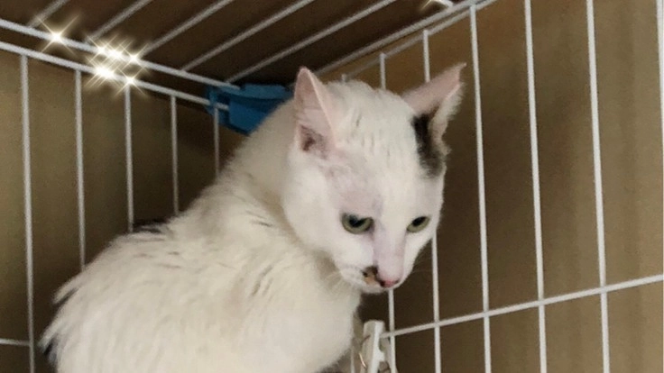 【FIP後期】余命宣告　保護猫　白太郎を助けたい！