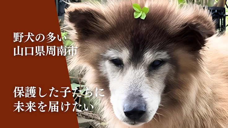 【まあくんハウスマンスリーサポーター】保護した野犬・成犬に未来を