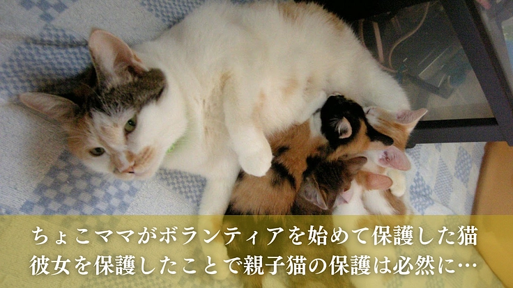 命の線引きをせず全ての猫たちのために。たんぽぽの里、覚悟の挑戦 2枚目