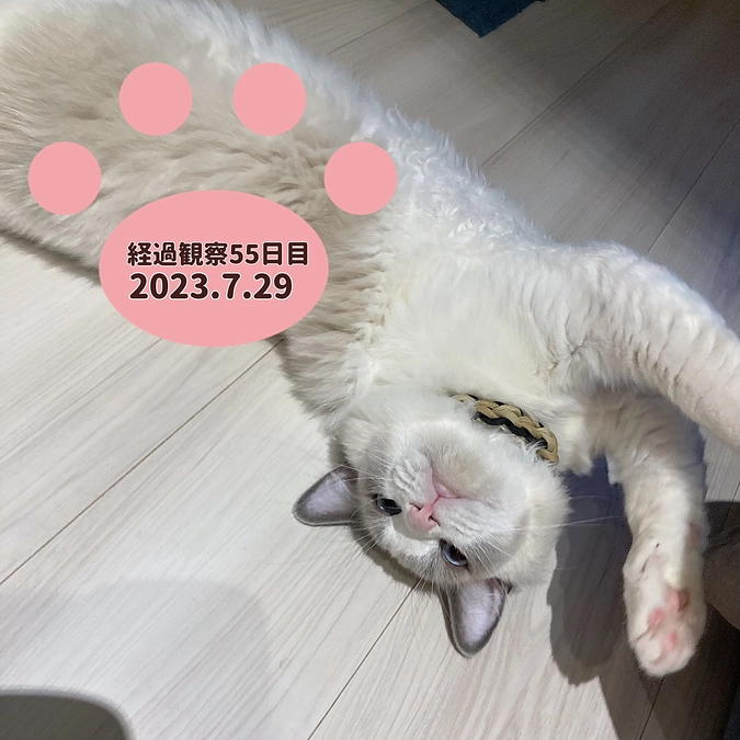 経過観察55日目(2023.7.29)