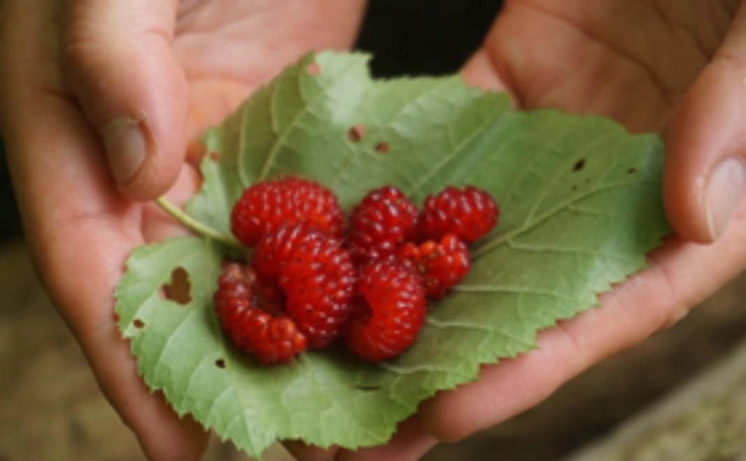 お気軽応援コース