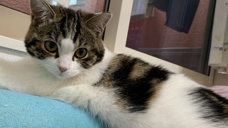 【再チャレンジ】猫伝染性腹膜炎（FIP）治療ご支援のお願い