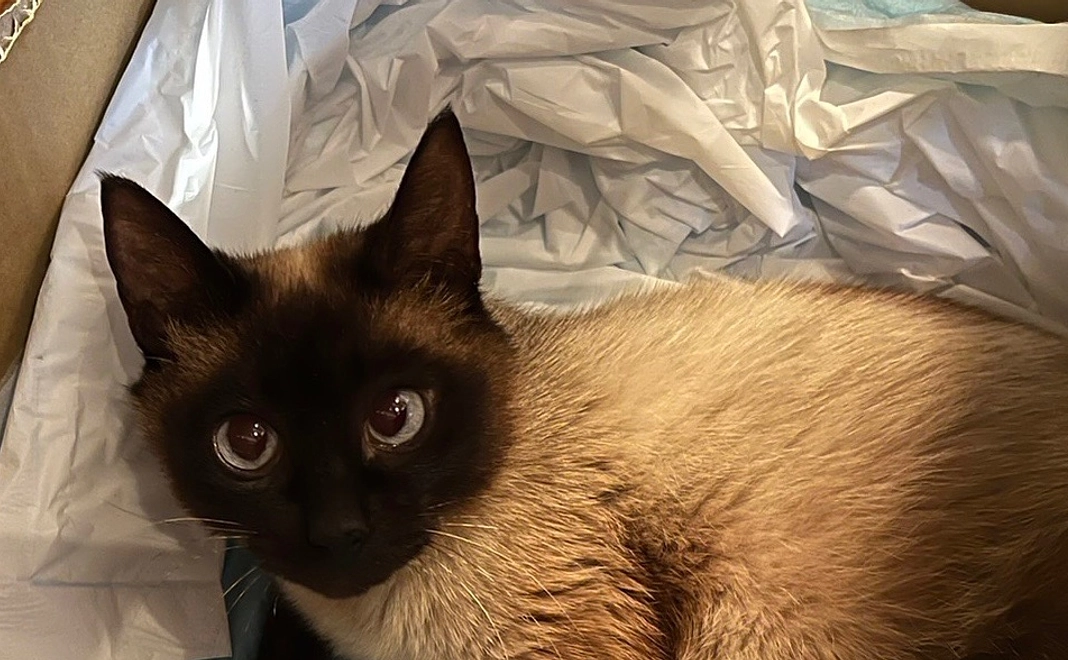 感謝のメールと手術後の写真②