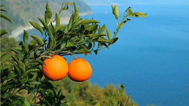 環境と農業の未来のため、安心安全な柑橘農家さんを増やしたい！