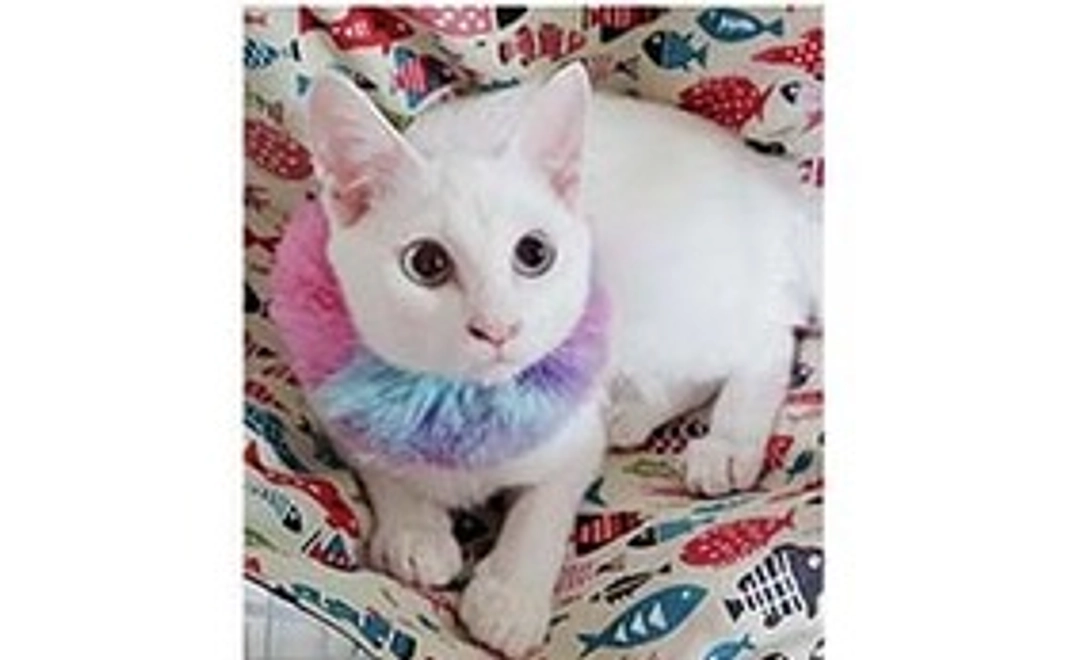 猫ちゃんの写真を添えたサンクスメール