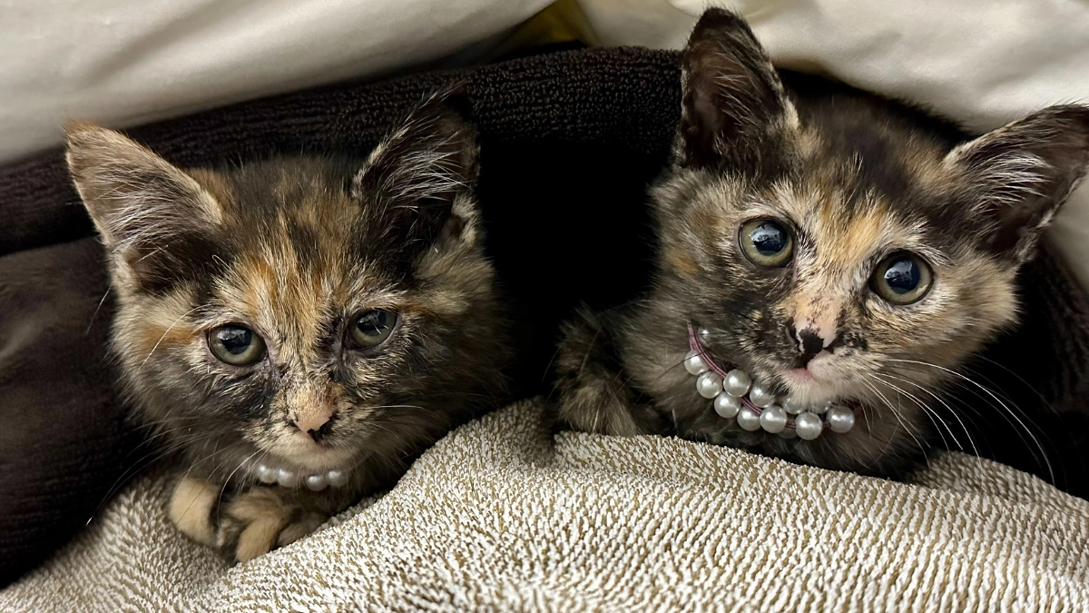 【終了まであと7日！】ボランティアメッセージリレー⑤（預かりボランティア：山口さん）