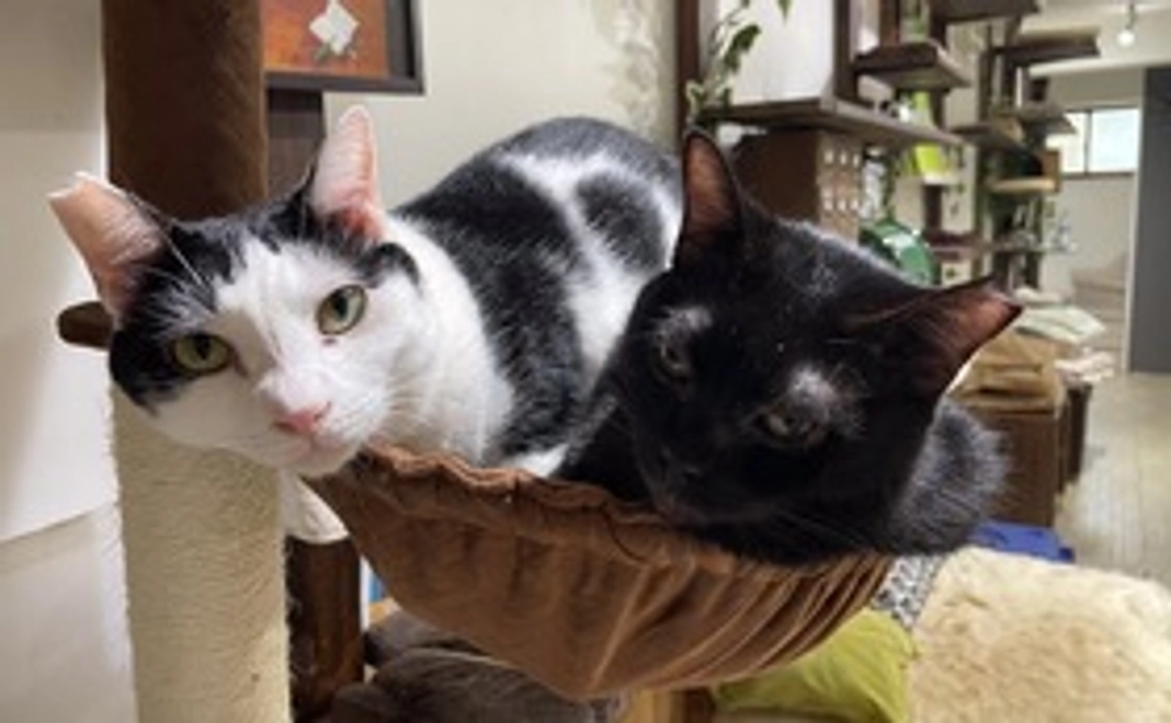 にゃんこカフェ応援(2)