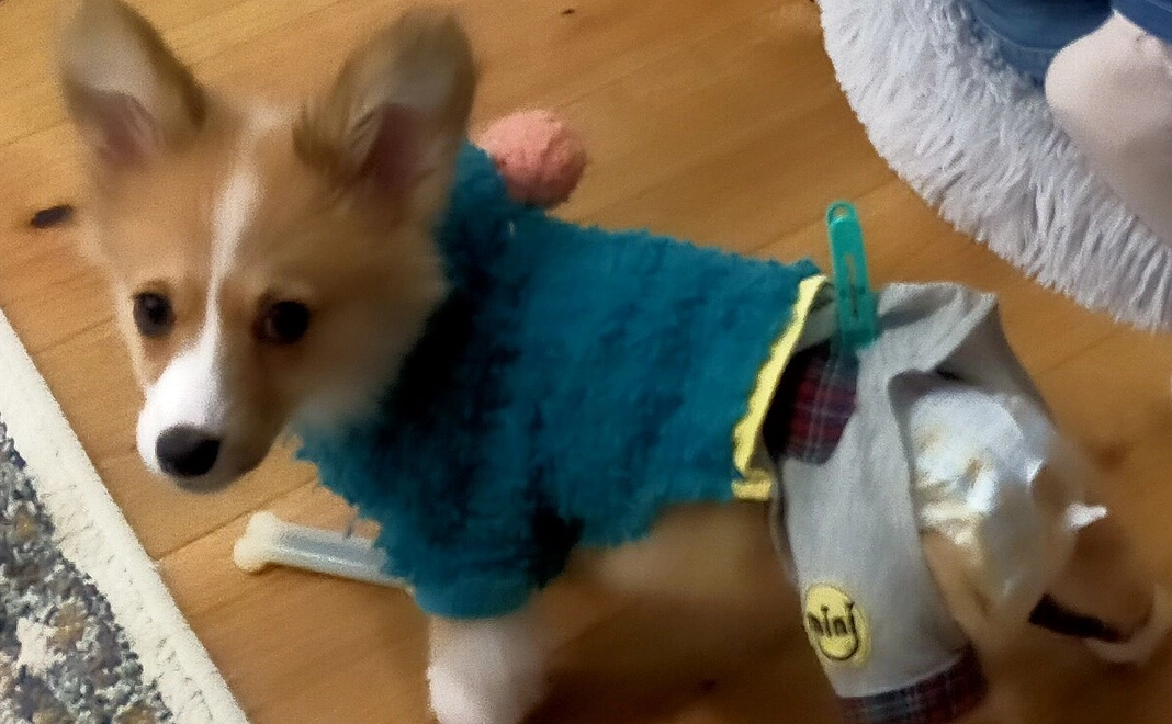 メイちゃんに快適な食事を！②