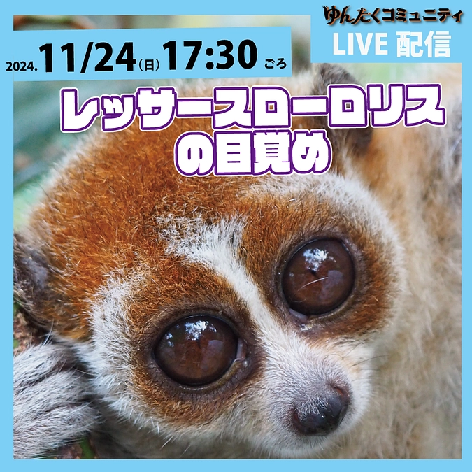 ゆんたくコミュニティ限定ライブ配信「レッサースローロリスの目覚め」