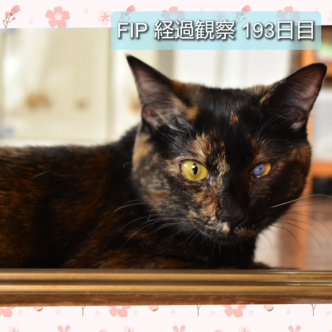 経過観察 193日目