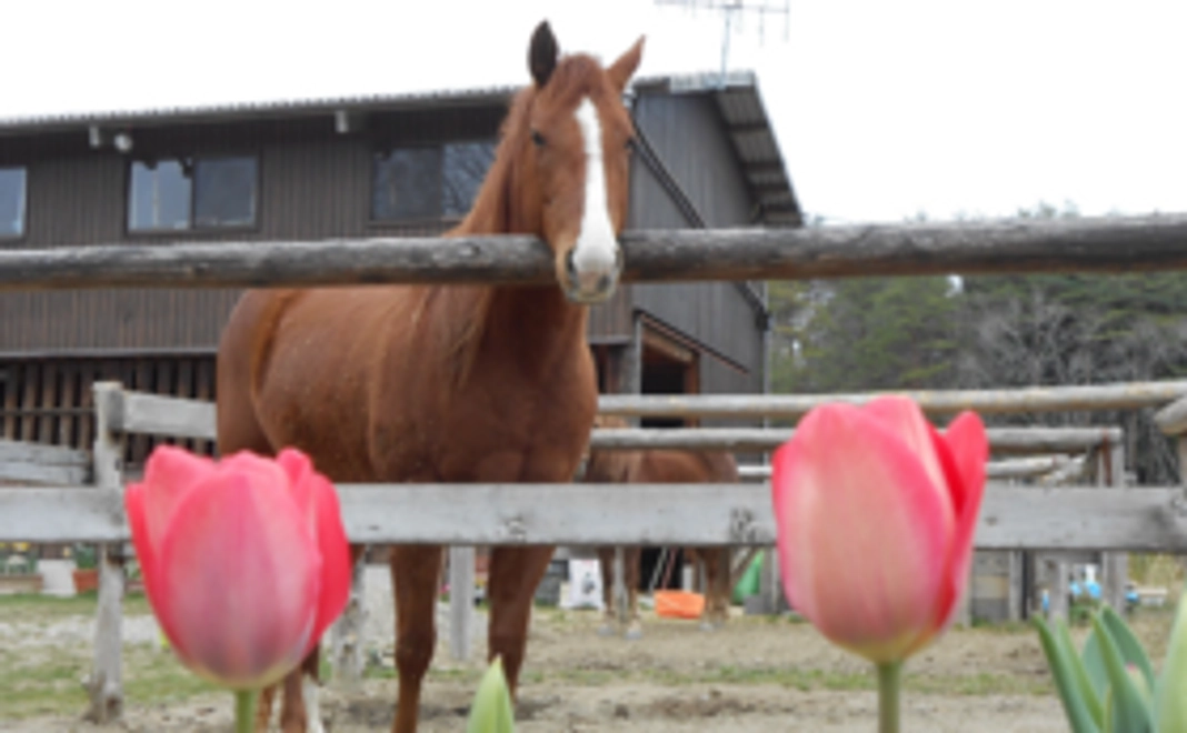 【お気軽支援コース】お礼のお手紙とオリジナルステッカーをプレゼントします!