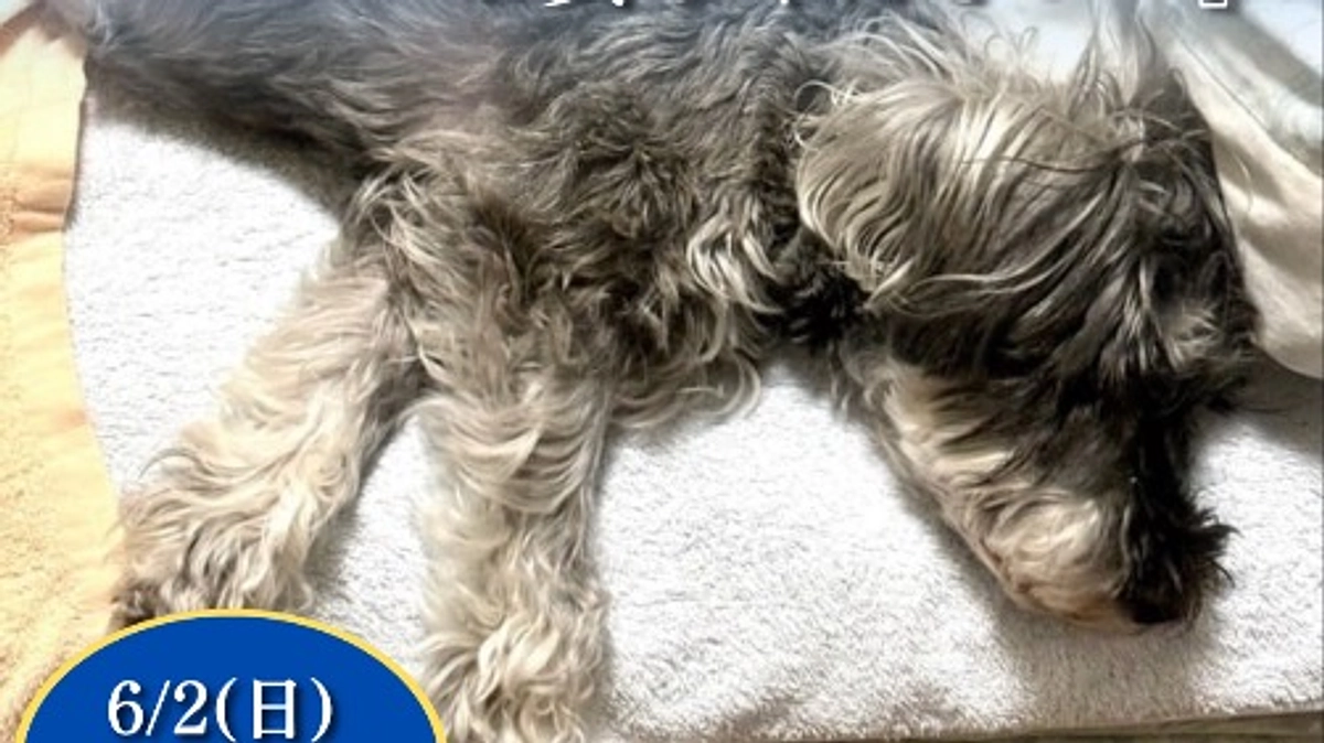 終了まで残り6日です。ロイの病状について。