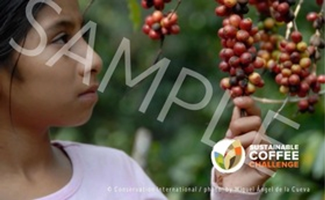 感謝のお手紙とポストカード（ランダムで5種類のうち3種）