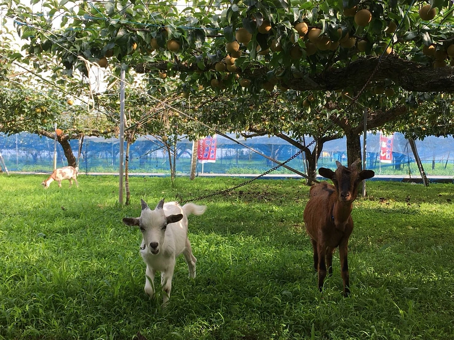 【ひがしまつやまプライド認定】プレミアム梨パウンドケーキ　