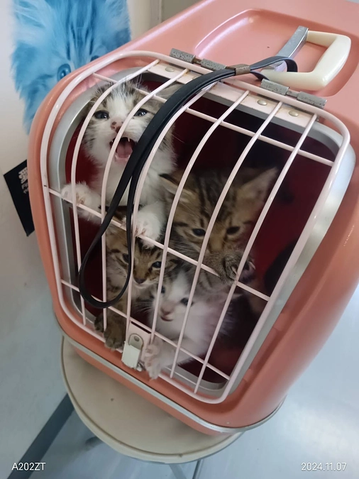 6日に保護した捨て猫達