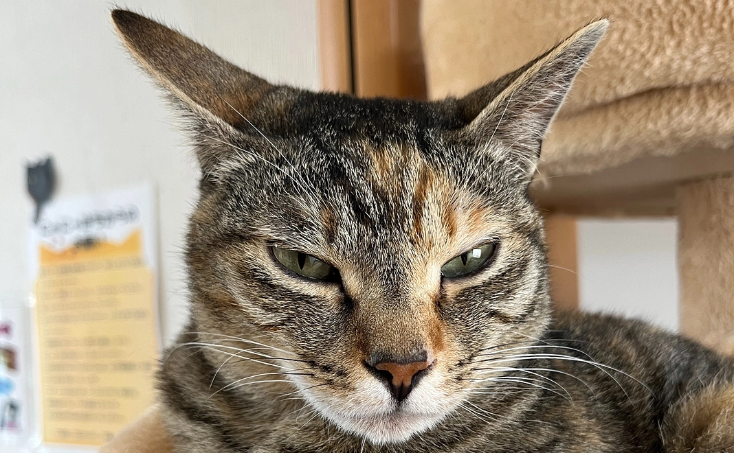 【保護猫かふぇにゃにゃはち２】ふれあいで応援コース