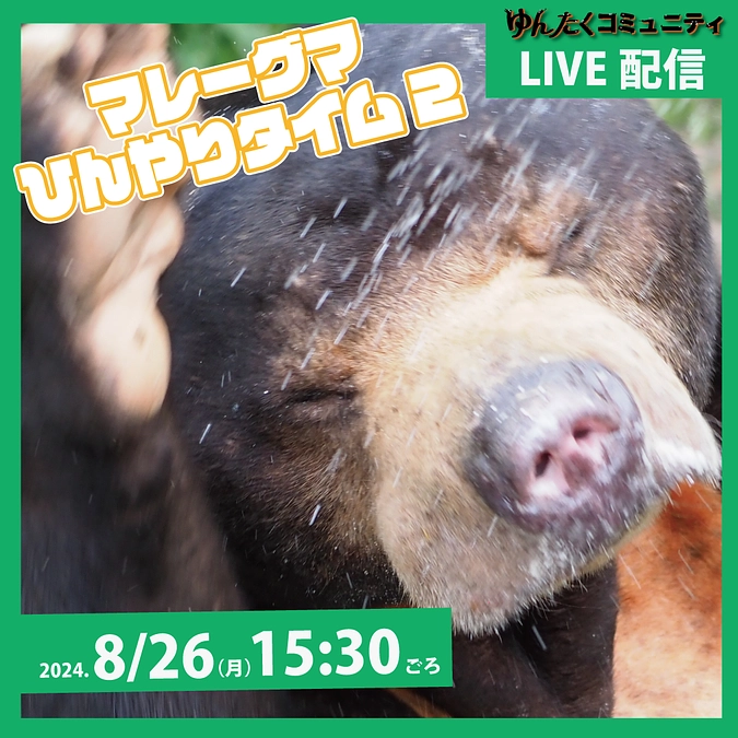 ゆんたくコミュニティ限定ライブ配信「マレーグマひんやりタイム2」