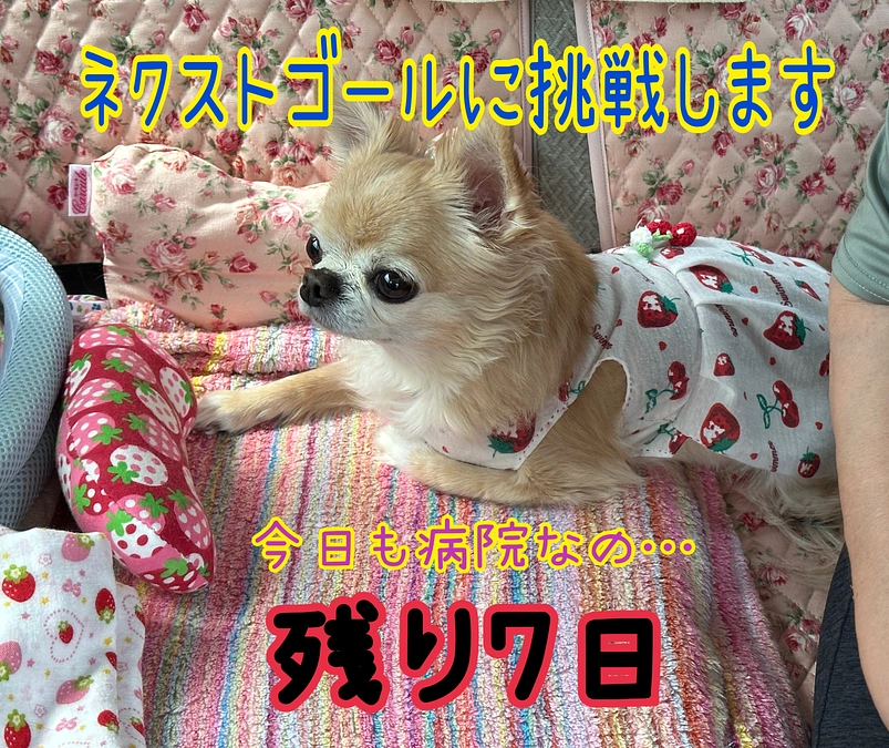 ネクストゴールに挑戦させていただきます🙇‍♀️