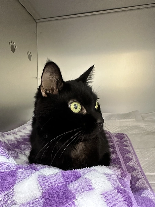 黄疸、少し下がってました！