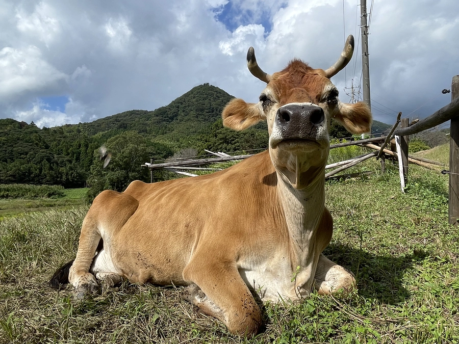 コミュニティを作りました🐮