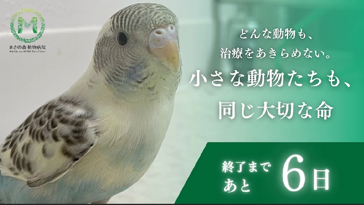 【ラストスパート】動物たちの命を一頭でも多く助けたい！～プロジェクト終了まで【あと6日】～