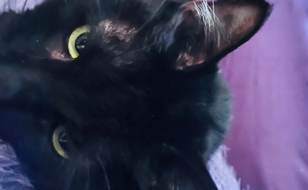 クロたん頑張れ1