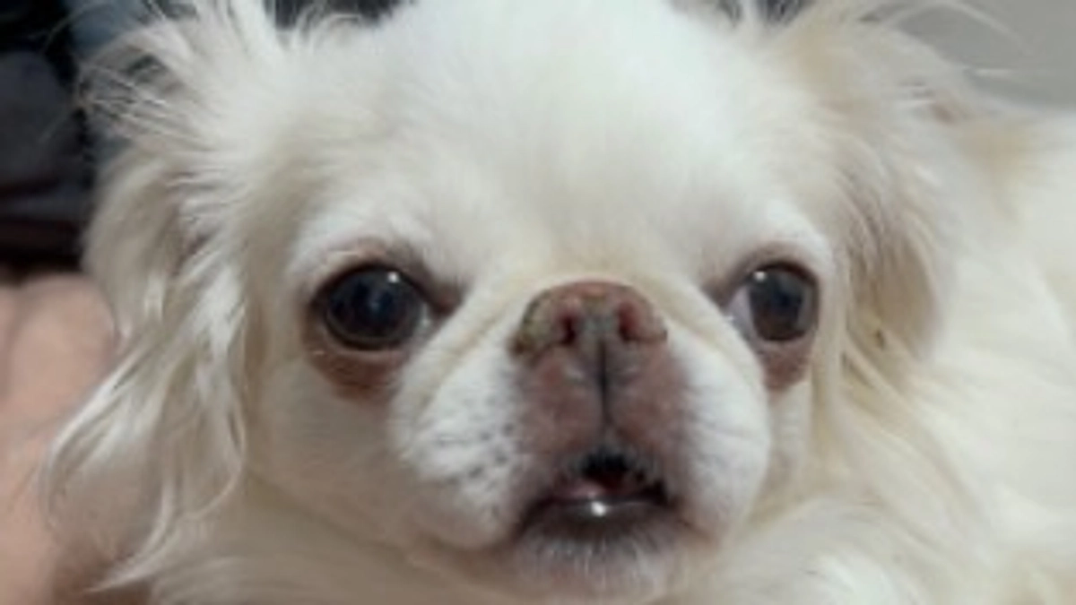 残り5日🐶‼️