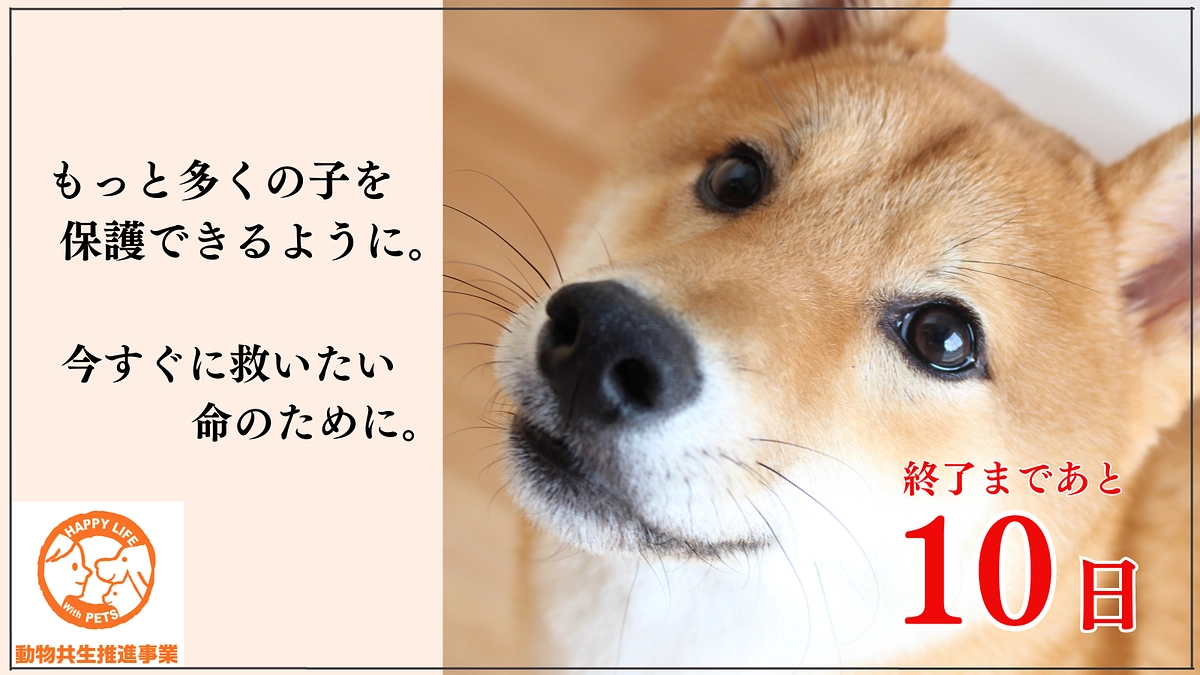 あと10日！目標達成まであと８１万円！