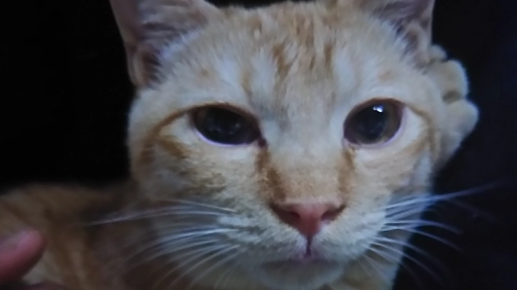 保護猫団体「イヴに光を」。大阪に猫ハウスを建設します。