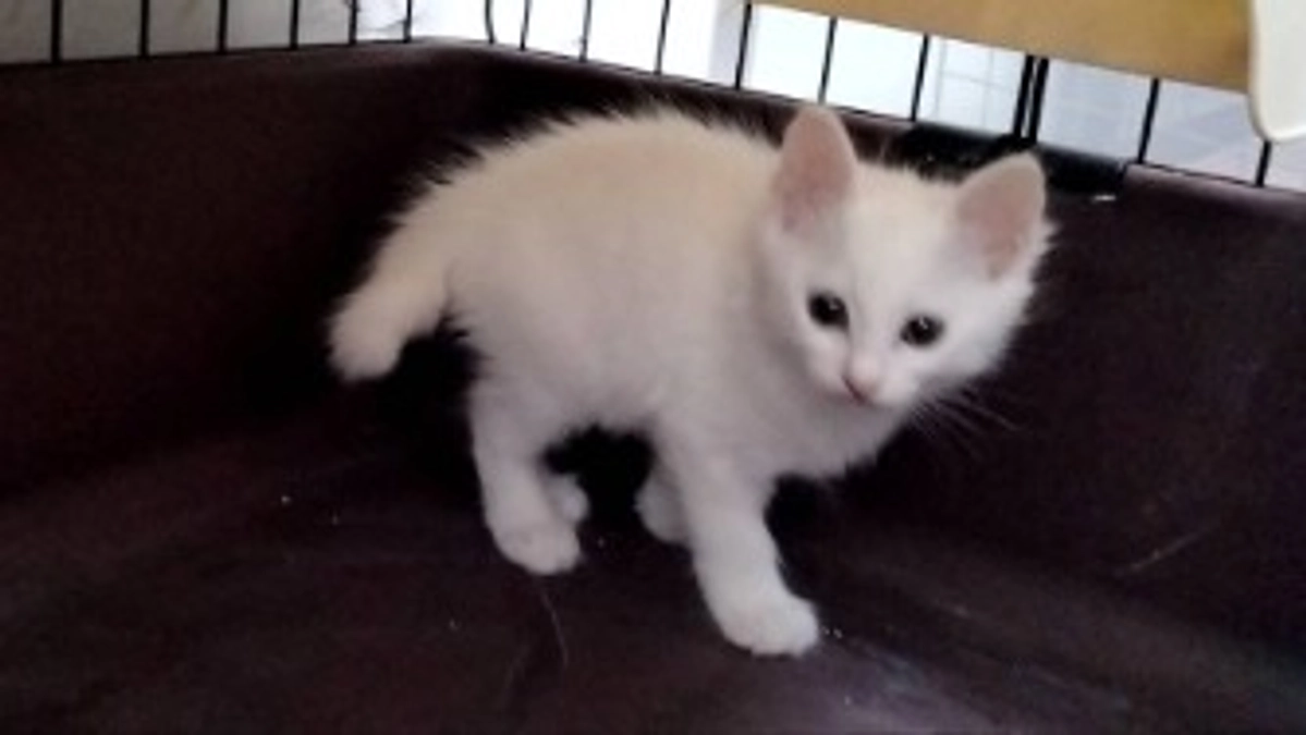 プロジェクト成立のご報告とお礼、譲渡先の決定