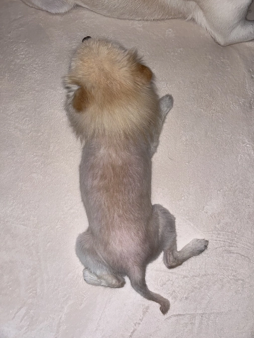 47/59 ‪☆ クッキーの姿、陰と陽