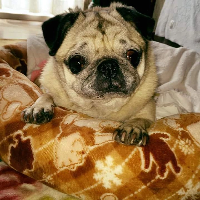 犬たち皆が帰ってくる夢を見ました！