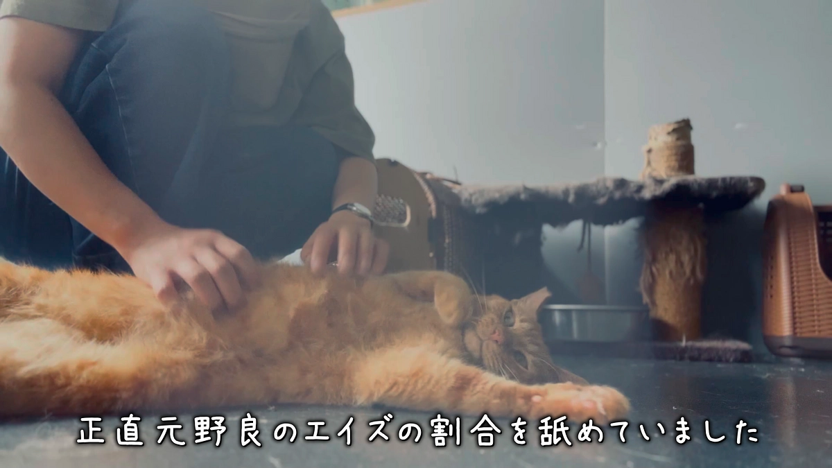 新しい２匹のエイズ検査に行ってきました