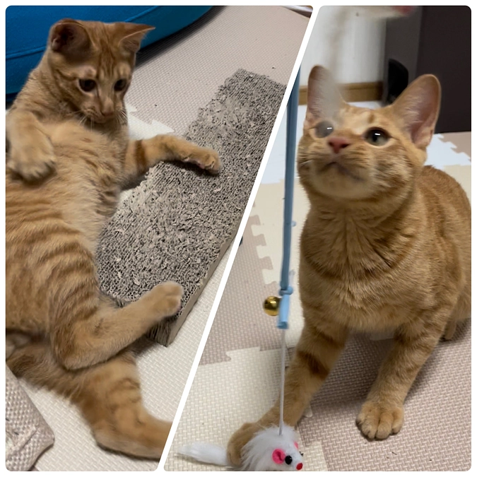 最近のめいちゃん③