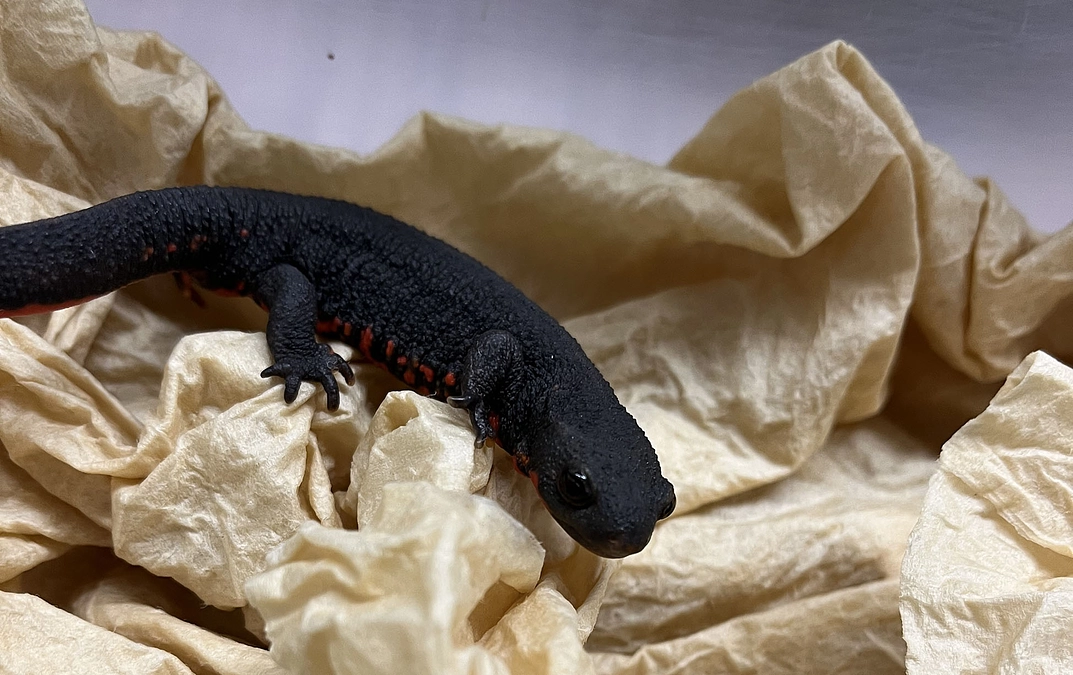 プロジェクト成立！次へ。