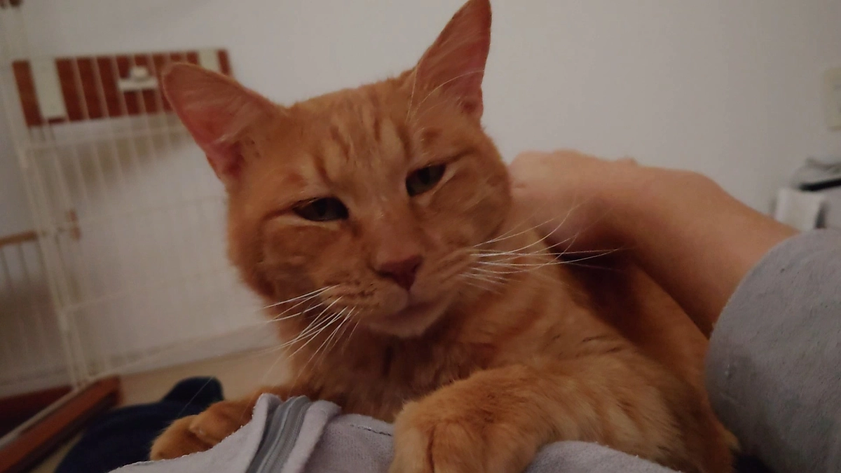 🐈ヨッちゃんまたハゲる～ストレスストレスストレス編～🐈