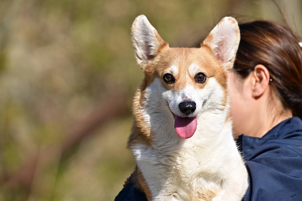 【代表焼田から皆様へ】厳しい現状…それでも、生きてくれている子達のために、頑張りたい。