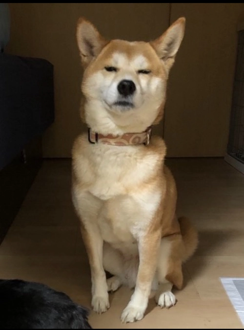 【応援メッセージいただきました】ザ、ファブル作者　南勝久　先生より