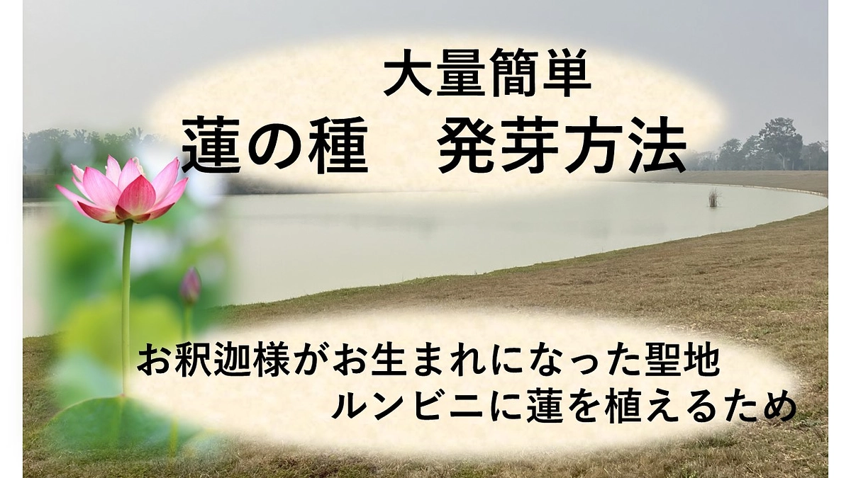 蓮の種を発芽させる方法（大量に！）