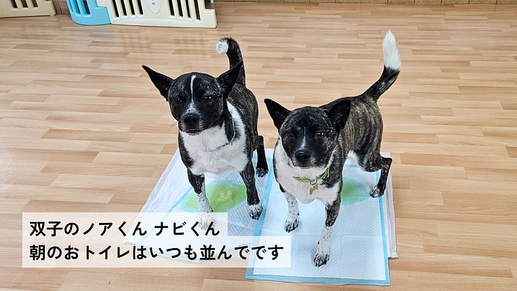 兵庫県で25年活動｜保護犬猫を救い幸せへつなぐ動物福祉団体に支援を 6枚目