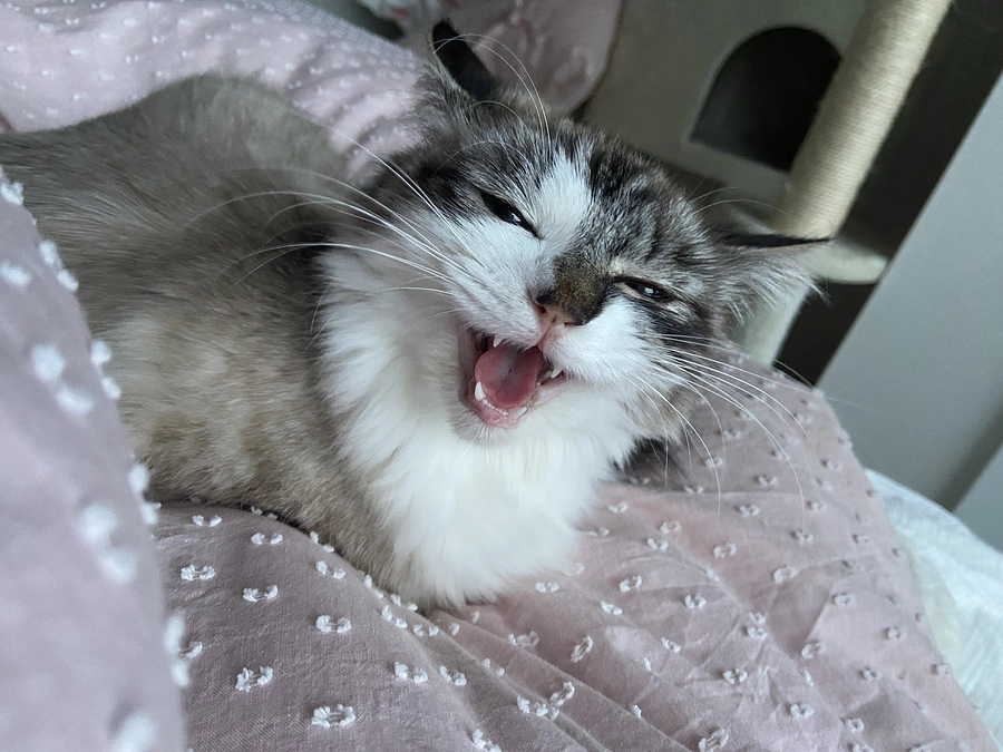 ④FIP発覚まで　～FIP治療病院にて～