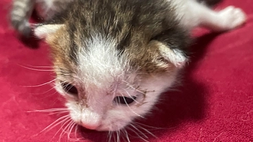 野良猫を保護できる部屋づくり のトップ画像