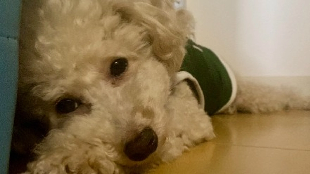 【残り6日】眠るように横たわるラフ