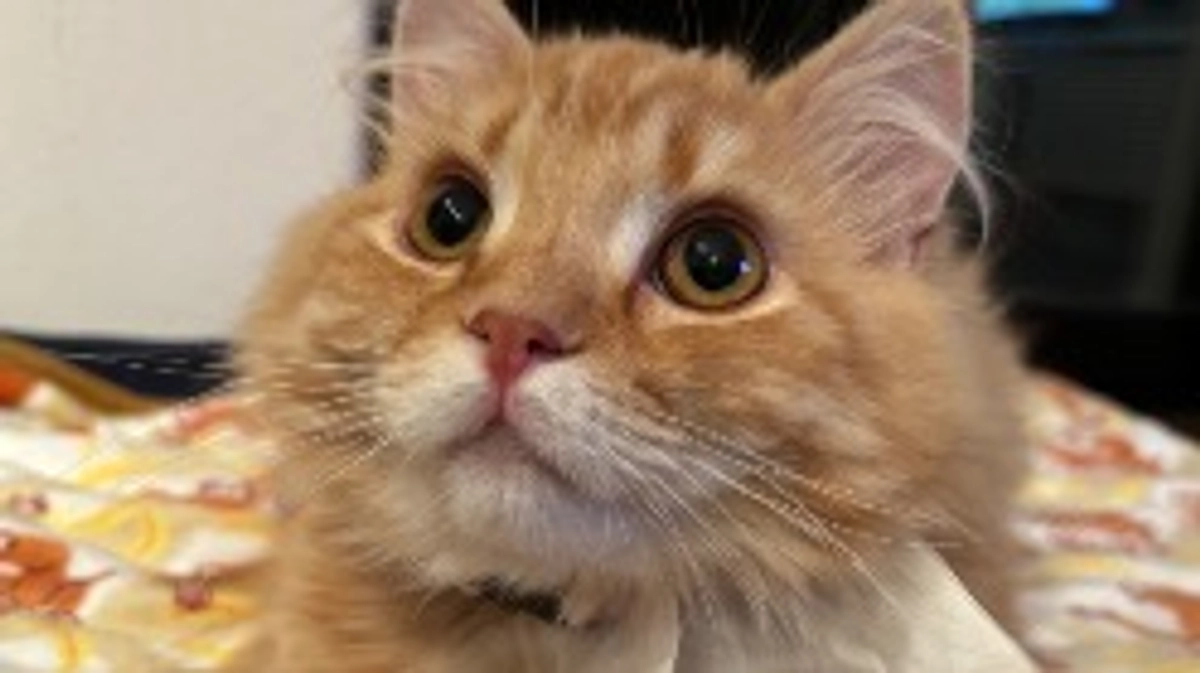 ありがとうございます