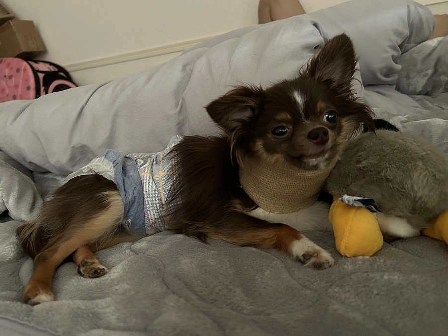 手術が決まって