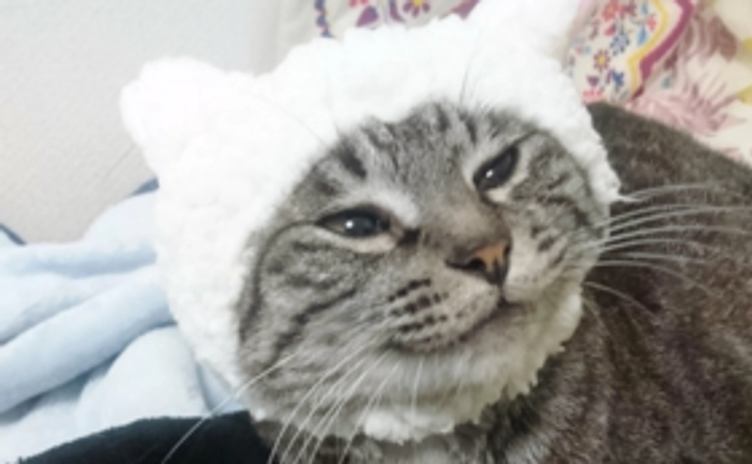 いろは感謝メール