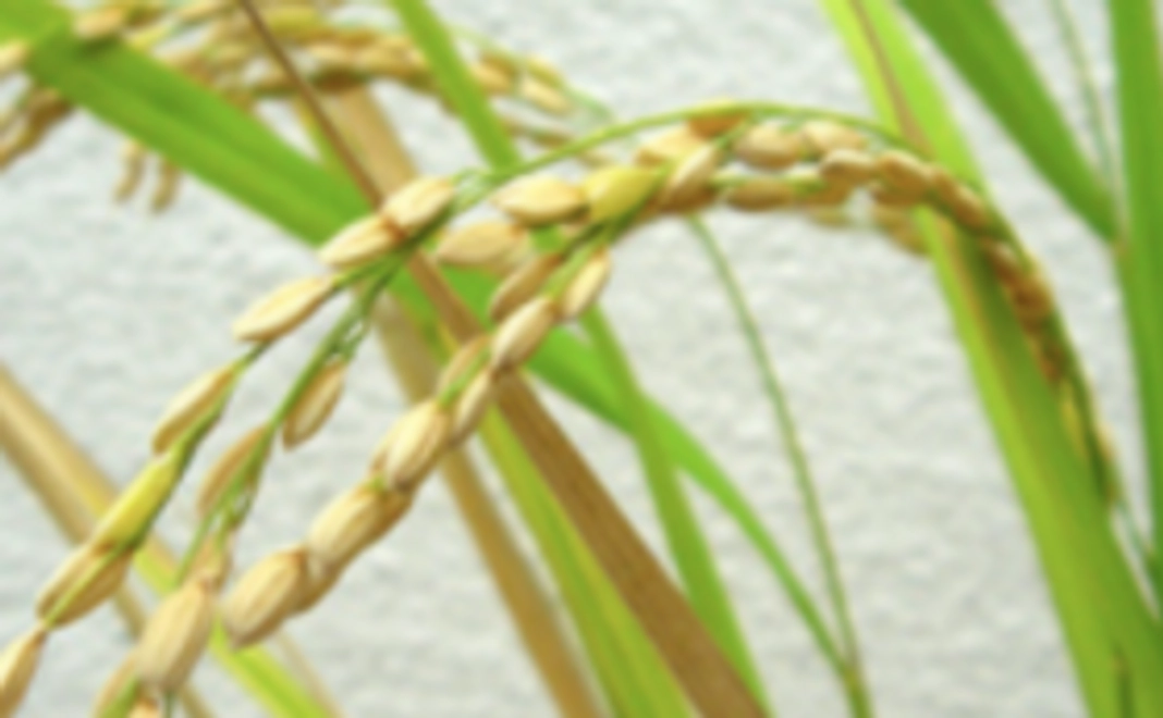 【リターン不要の方向け】こどもたちとお米を作りたい!