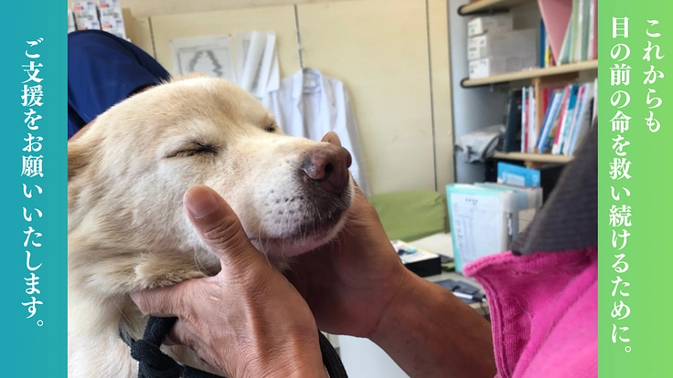 救う命を選ばない。どんな犬猫も保護し続け福岡の里親さんを増やしたい 7枚目