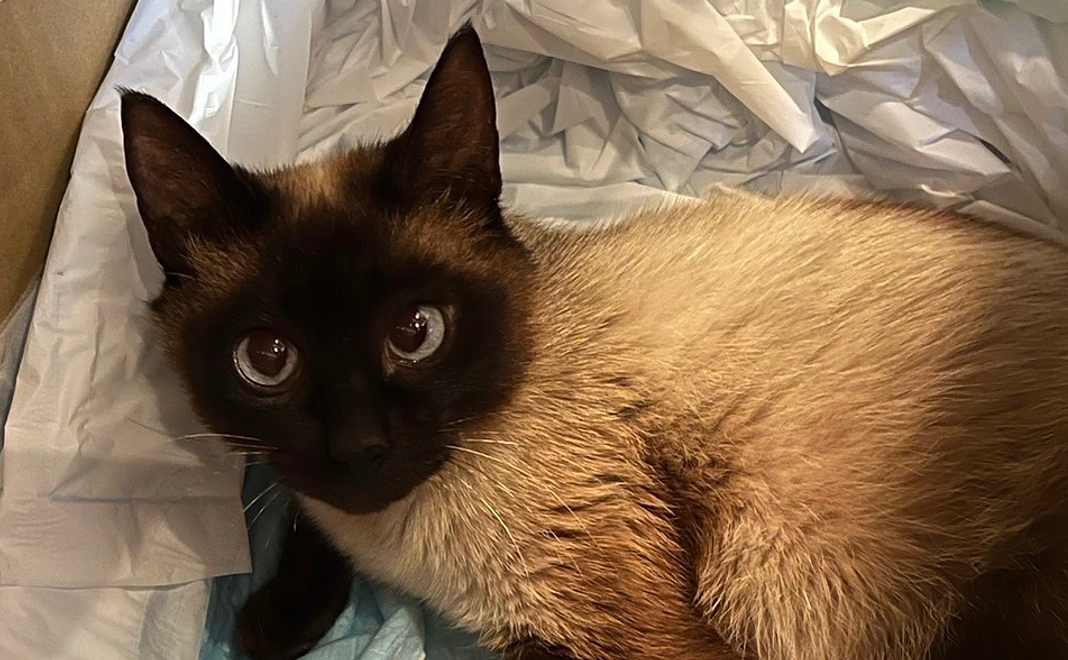 感謝のメールと手術後の写真①