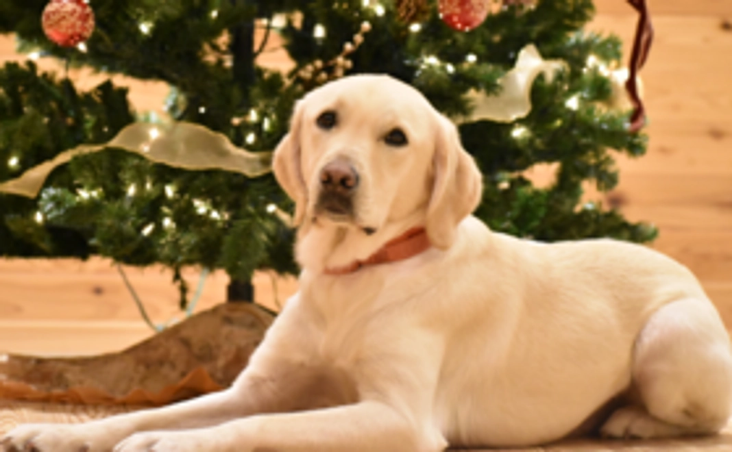 【1歳検診受診1頭分】ご支援コース